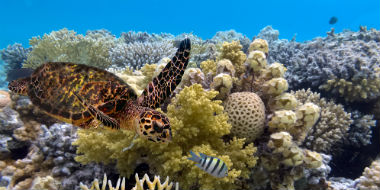 Great Barrier Reef Badeferie