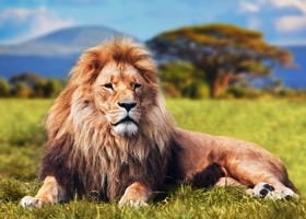 Grupperejser med safari