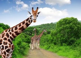 Grupperejser til Afrika