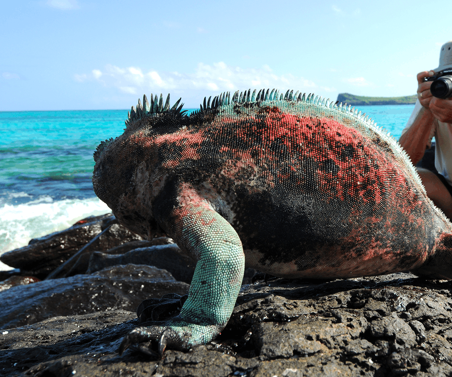 Havleguan på Galapagos