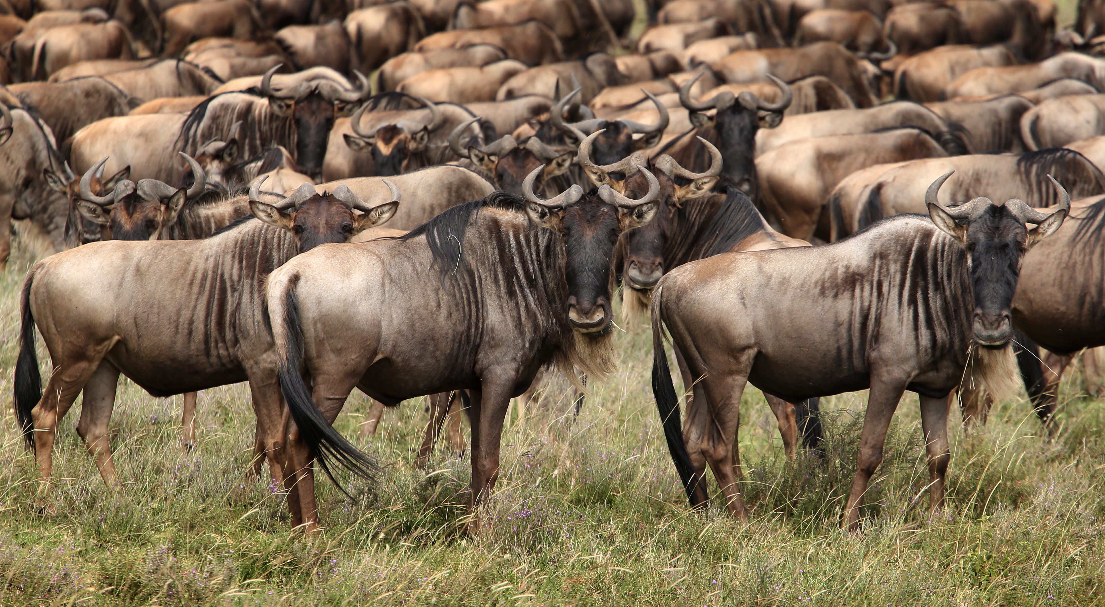 Gnuer under gnuvandring i Serengeti