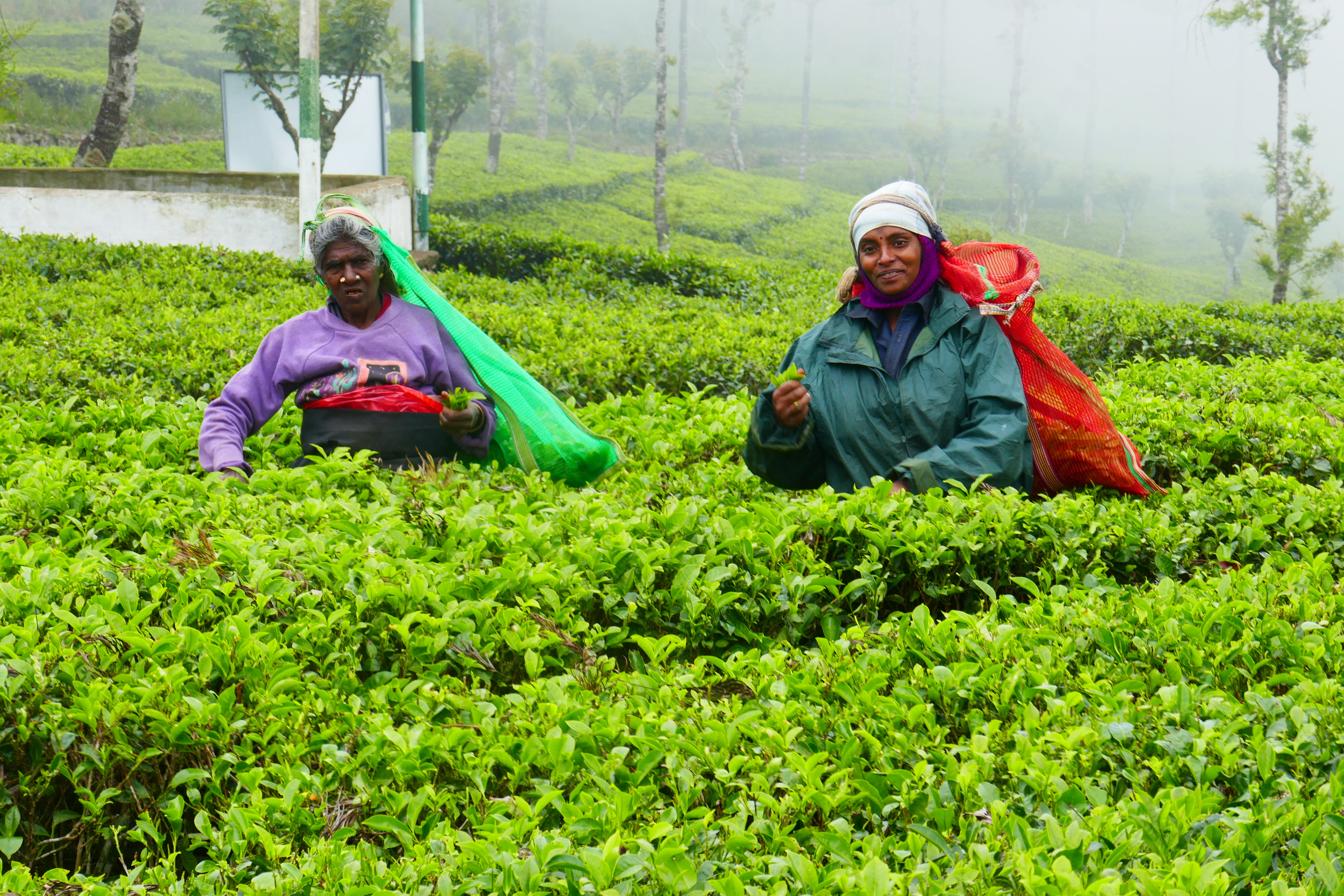 Arbejdende kvinder på teplantage i Sri Lanka