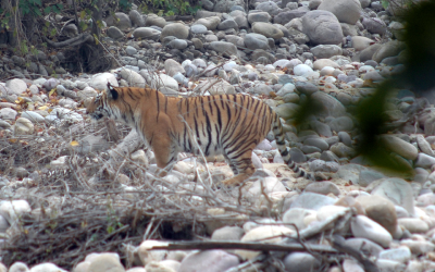 Tigersafari i Indien