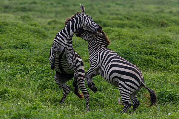 zebra på savannen i afrika